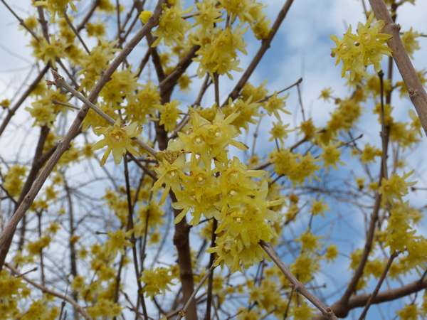 路肩の花