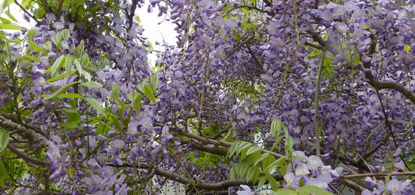 路肩の花
