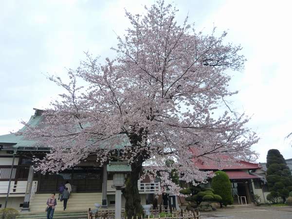 清瀧院普通の桜は満開