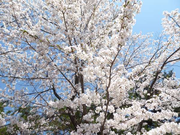 松が岬公園
