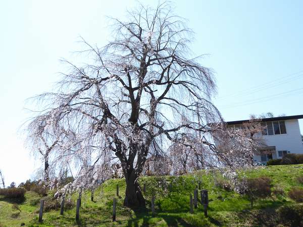 眺陽桜はもう少し・・