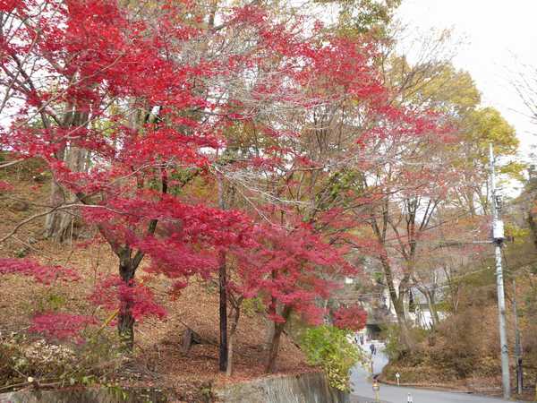 大谷資料館周辺は紅葉が見事