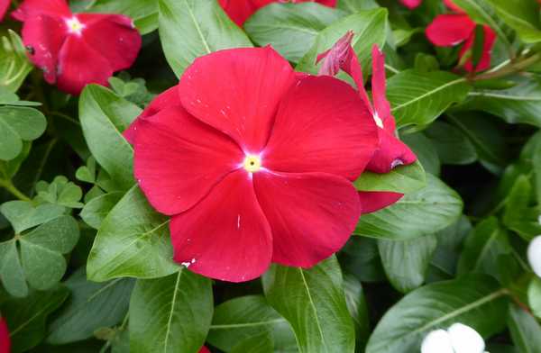 路肩の花