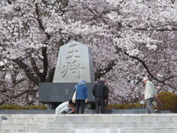 天童公園の桜