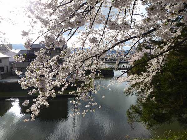 霞城公園の桜