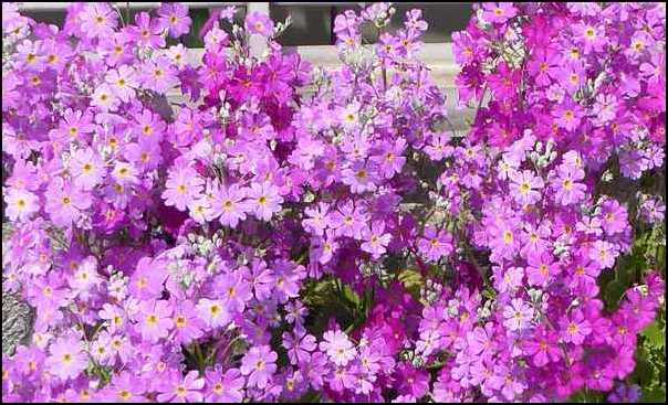 路肩の花