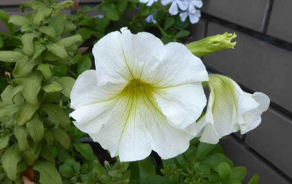 路肩の花