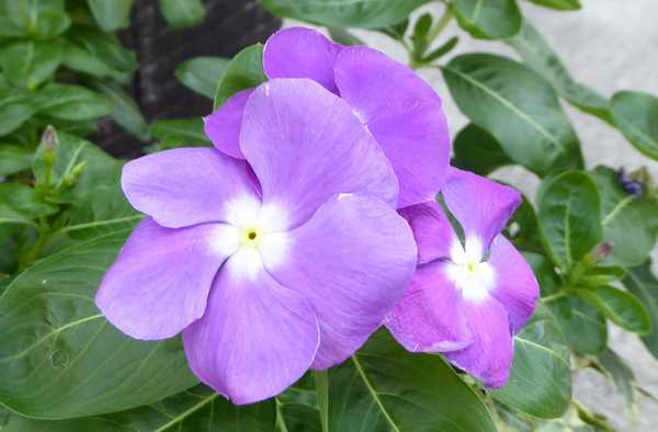 路肩の花