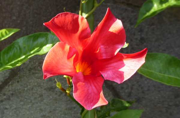 路肩の花