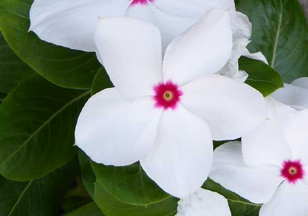 路肩の花