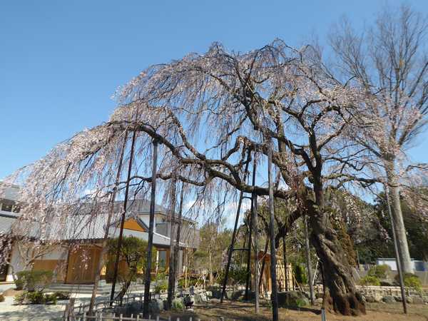 清瀧院の枝垂(しだれ)桜 3分咲