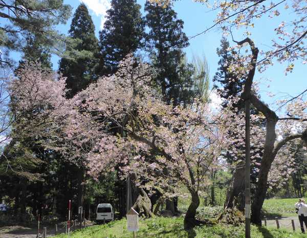 大鹿桜