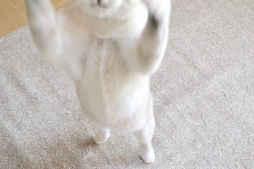フック