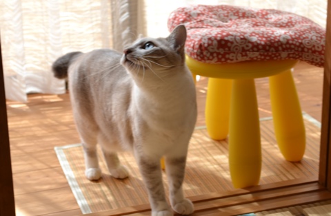 フック