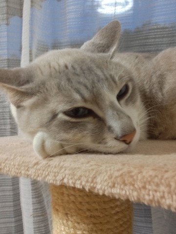 フック