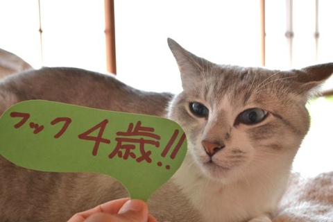 フック