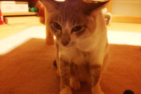 フック
