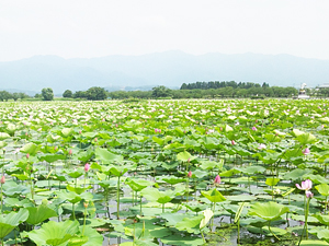 2012瓢湖の蓮の花