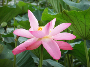 2013瓢湖の蓮の花