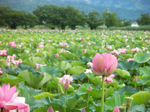 2013瓢湖の蓮の花