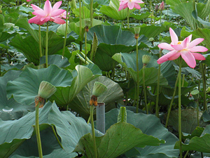 2013瓢湖の蓮の花