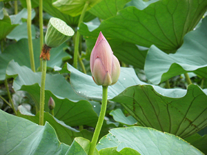 2013瓢湖の蓮の花