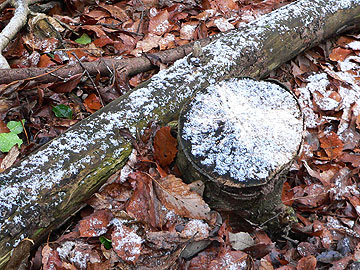 枯れ木に残る粉雪08年2月17日