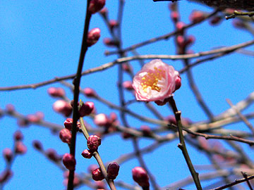 一輪だけ開いた紅梅08年2月17日