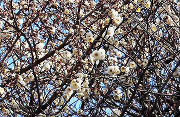 きれいに花開いた白梅08年2月17日