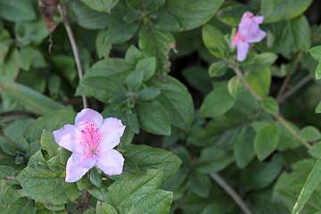 モチツツジの花12年10月21日