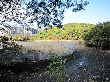 水のひいた猫ヶ洞池12年11月18日