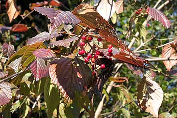 実の熟してきたガマズミ12年11月18日