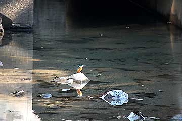 水路のカワセミ12年11月18日