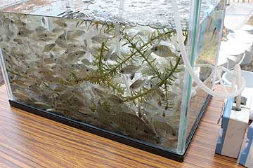 引き上げられたバス等(猫池干し12年12月8日)