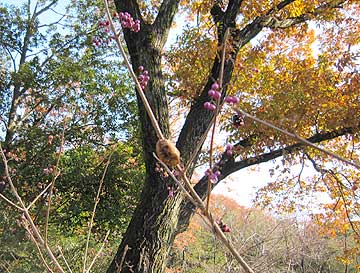カマキリの卵12年12月16日