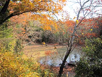 ハンノキ湿地12年12月16日