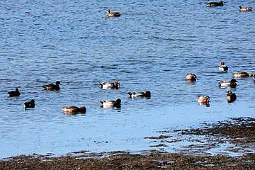 猫ヶ洞池のカモ達12年12月16日
