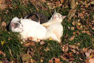 猫ヶ洞池周辺のノラちゃん達12年12月16日