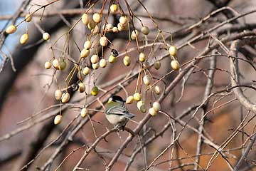 センダンの実を食べに来たシジュウカラ12年12月16日