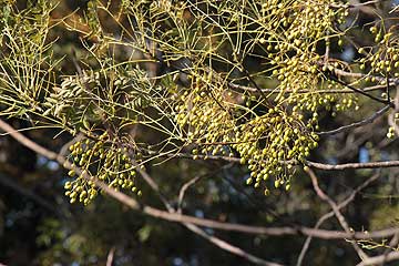 センダン12年12月16日
