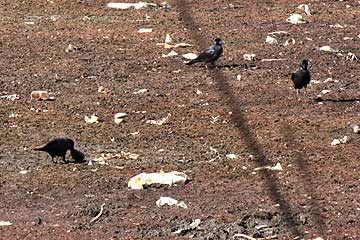 ヌマガイを食べるカラス達12年12月16日