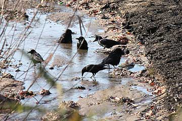浅瀬に集まるカラス達12年12月16日