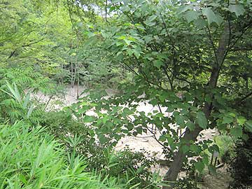 カラカラに干からびたハンノキ湿地13年7月21日