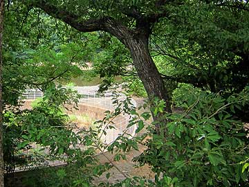 猫ヶ洞池13年7月21日