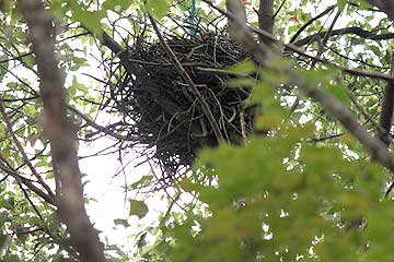 カラスの古巣13年11月21日