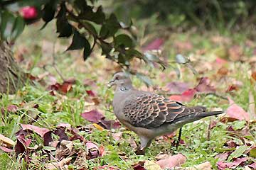 ナンキンハゼの実を啄むキジバト13年11月21日