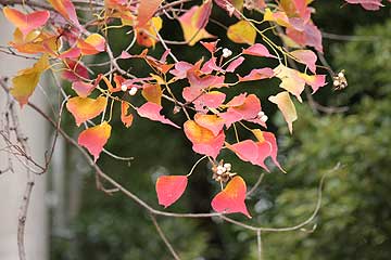 赤く色づいたナンキンハゼ13年11月21日