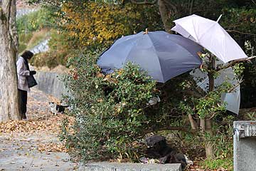 野ネコちゃんの塒13年12月7日