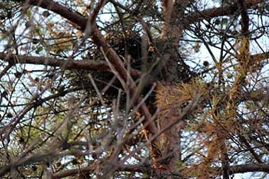 カラスの古巣13年12月15日