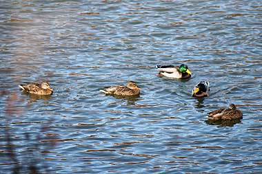 今年も越冬にやってきたマガモの群れ13年12月15日